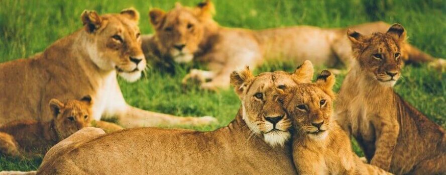 ¡Victoria! Illinois fortalece su prohibición de espectáculos itinerantes con elefantes e incluye a osos, grandes felinos y primates