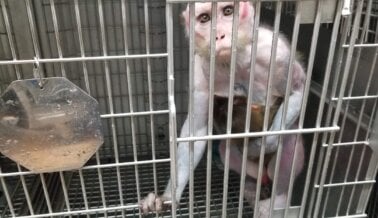 Princess Merecía un Final Feliz: Ayuda a PETA a Cerrar los Centros Nacionales de Primates