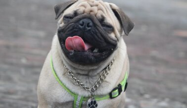 Estos perros están sufriendo y PETA está demandando al American Kennel Club por ellos
