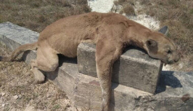 ¡Indignante! Matan a tiros a un puma en Colombia