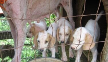 La Verdad Sobre los Criadores y las Fábricas de Cachorros Te Convencerá de Adoptar