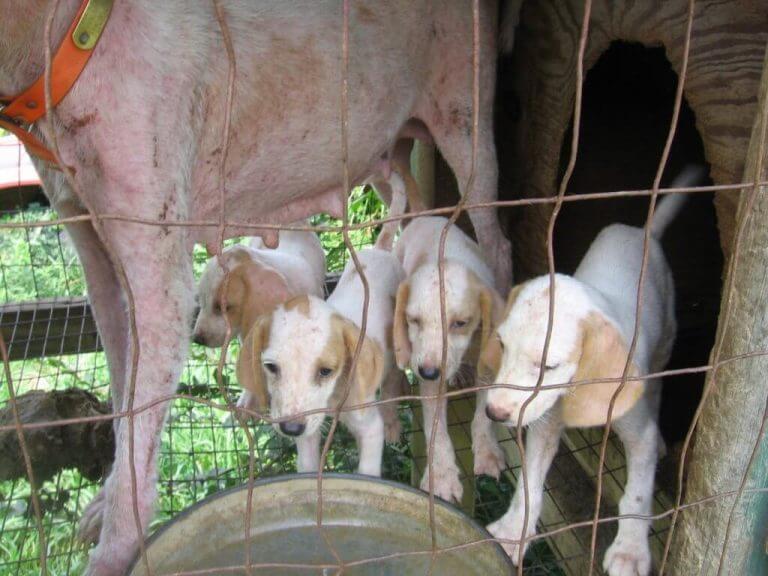 Puppies and a mother dog in cage