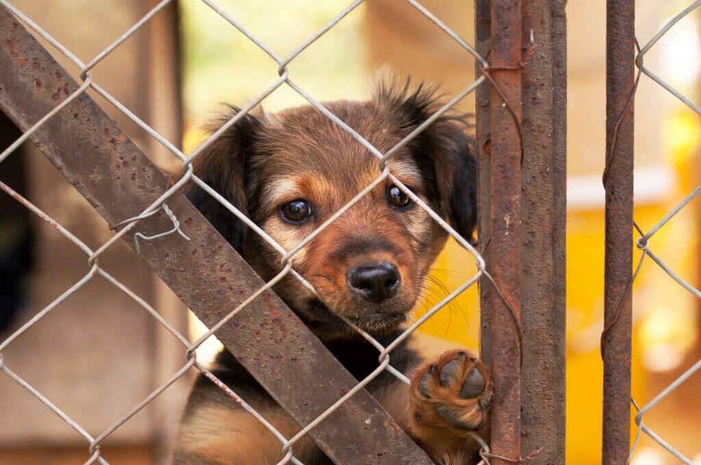 Puppy behind fence