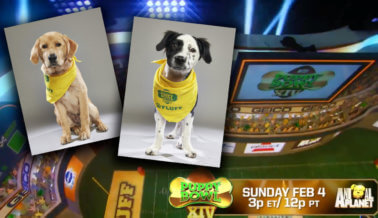 Mira a los dos cachorros de PETA competir en el XIV Puppy Bowl