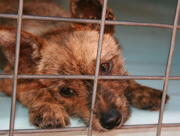 puppy-in crate