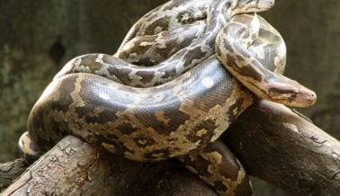 5 razones para NUNCA comprar una serpiente