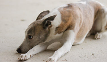 Lo que este hombre le hizo a su galgo por perder una carrera, te causará pesadillas