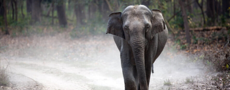 Actúa por los elefantes