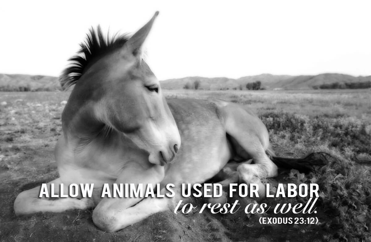 Animal Rights Quotes Awesome The Bible And The Animal Rights Movement Blog Peta Latino Animal Rights Quotes Amusing The Bible And The Animal Rights Movement Blog Peta Latino