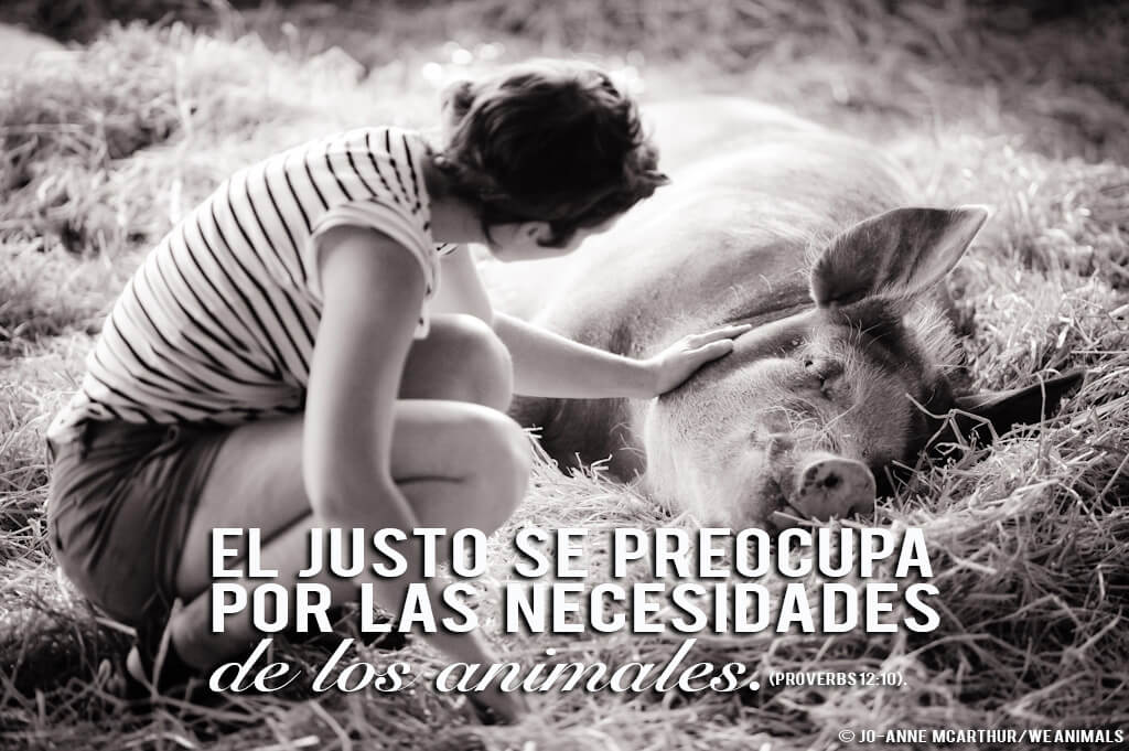 girl petting pig bible quote sp