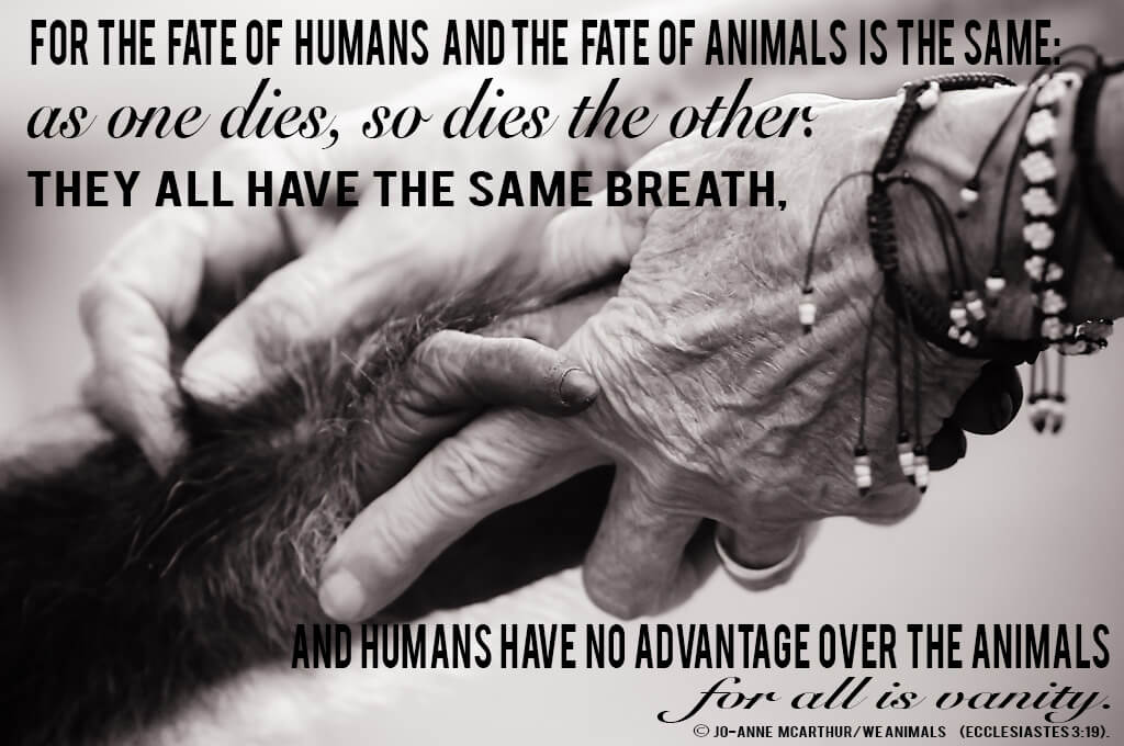 Animal Rights Quotes Adorable The Bible And The Animal Rights Movement Blog Peta Latino Animal Rights Quotes Adorable The Bible And The Animal Rights Movement Blog Peta Latino