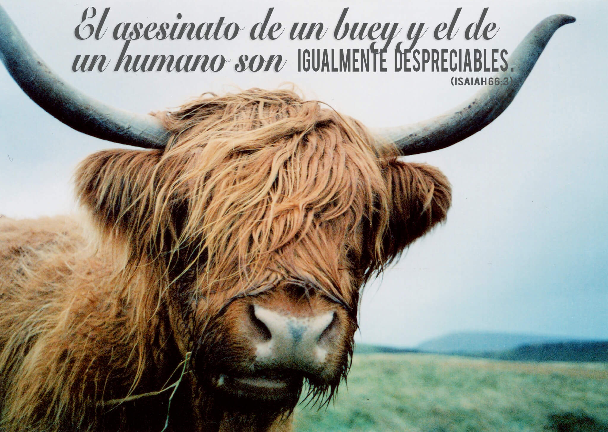 ox bull bible quote sp