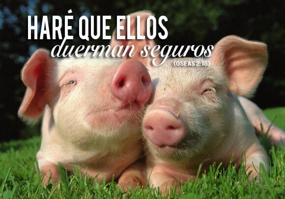 cute happy pigs spanish bible quote