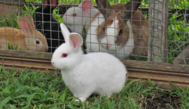 10 Razones Por las que No debes Comprar un Conejito esta Pascua, ni Nunca