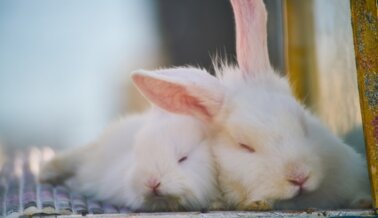 Algunas de las más de 300 marcas que dejaron de usar angora