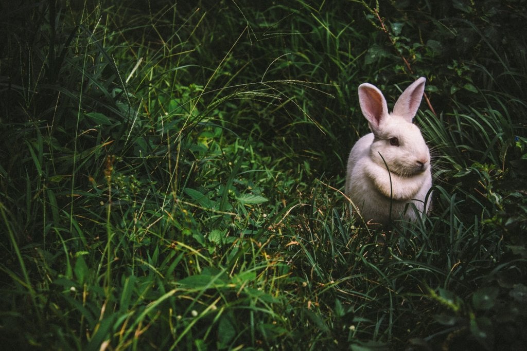 Conejo blanco