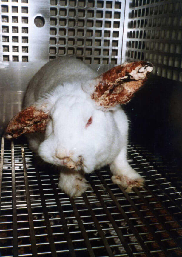 bunny-rabbit-vivisection-experiment-wayne-state