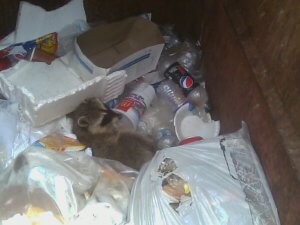 raccoon rescue 2