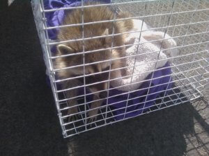 raccoon rescue 6