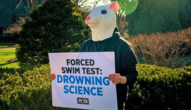Científicos del Reino Unido se Alinean con PETA: Esto Podría ser el fin de la Prueba de Nado Forzado
