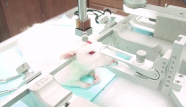 PETA Critica a Mizzou por Mutilar Ratas en Pruebas de ‘Entrenamiento con Pesas’