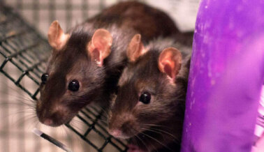 Pitt Labs Fuera de Control, Haciendo Experimentos No Aprobados en los Ratones que Privan de Alimento