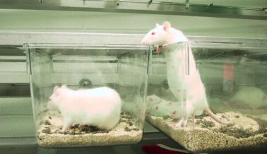¡Dile a la Universidad de Houston-Clear Lake Que DEJE de Maltratar a Los Animales en Los Laboratorios de Clase!