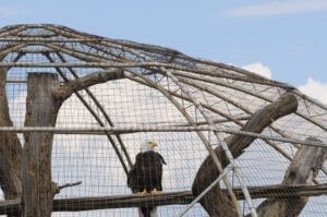 Jo-Anne McArthur / We Animals