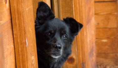 Perros encadenados: Animales descuidados y sin escapatoria