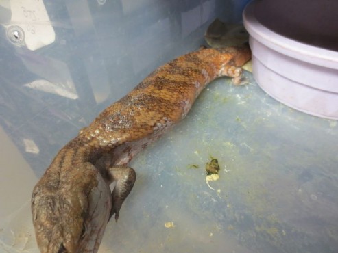 reptile in pet store