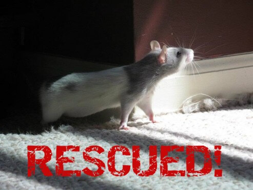 rescue-rat2