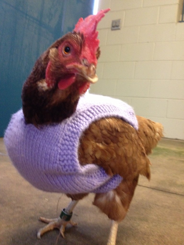 rescued-chicken-ricky-martin