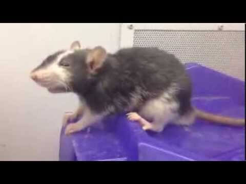 rescued-rat