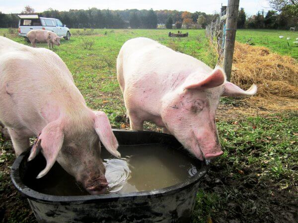 rescued pigs drinking water