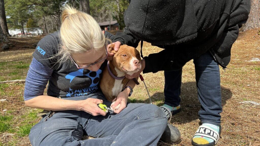 Perro Ruby con trabajdora de PETA 