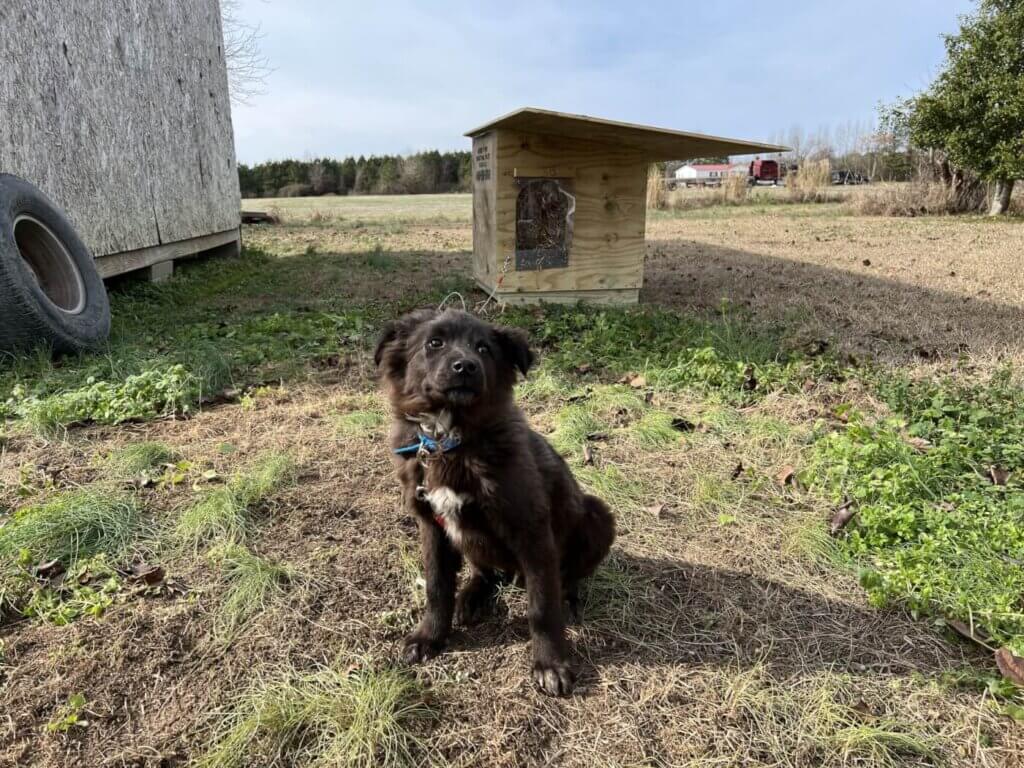 Perro Smokey con su nueva casa 
