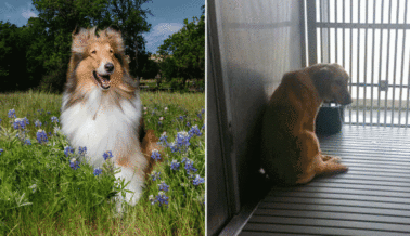 La mascota collie de TAMU se sienta en un pedestal mientras golden retrievers mueren en el laboratorio universitario