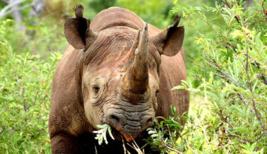 Solo quedan tres rinocerontes blancos del norte en el mundo