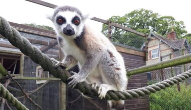 Animales que Sufren Como los Tigres en los Zoológicos de Carretera Y No Lo Sabías