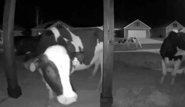 Cámara de un Timbre Filma Docenas de Vacas Escapadas Experimentando la Libertad Quizás por Primera Vez (Video)