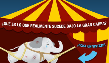 La Crueldad de Ringling al Descubierto (Infografía)