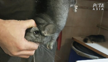 Conejos Apaleados y Chinchillas Electrocutadas por su Pelaje en Rusia, Actúa