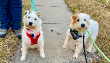 Rescatadas de un criador de patio trasero de Michigan, Ruth y Rosie descansan y se relajan mientras PETA busca su nuevo hogar (video)