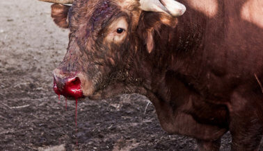 Una mirada perturbadora tras los bastidores de una corrida de toros