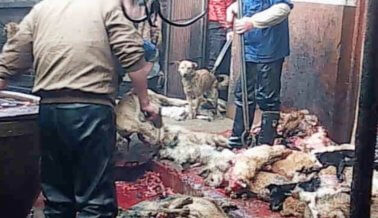 Investigación: Perros Apaleados y Asesinados en la Industria Del Cuero