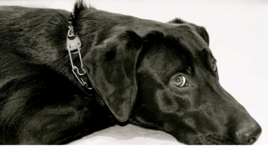 Deja de lastimar a tu perro: Olvídate de los collares de púas, de castigo y descargas eléctricas