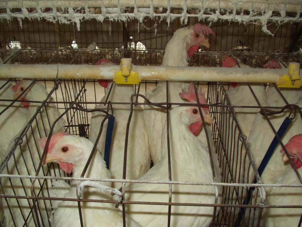 sad-egg-laying-chickens-in-battery-cages.jpg