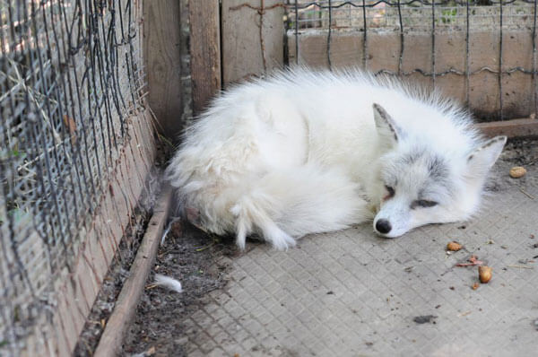 sad-fox-in-zoo