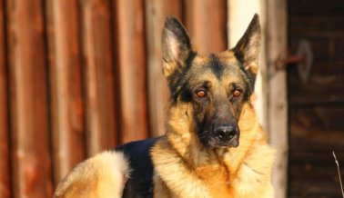 Video: perro encerrado en una jaula es sumergido en agua helada para una película