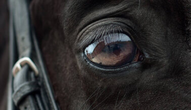 Estampida tras fuegos artificiales en un rodeo: al menos seis heridos